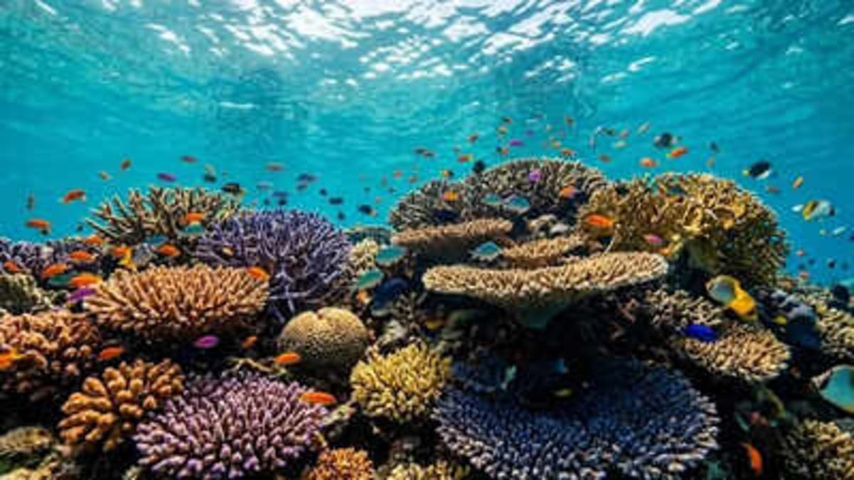 Coral Reefs May Hold Key to New Antibiotics and Cancer Drugs - Image 2