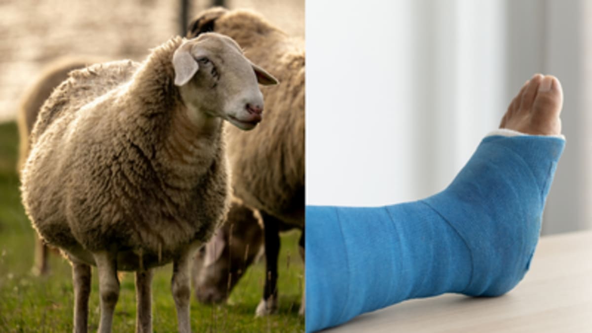 Sheep Wool Now Heals Broken Bones Better Than Collagen - Image 3