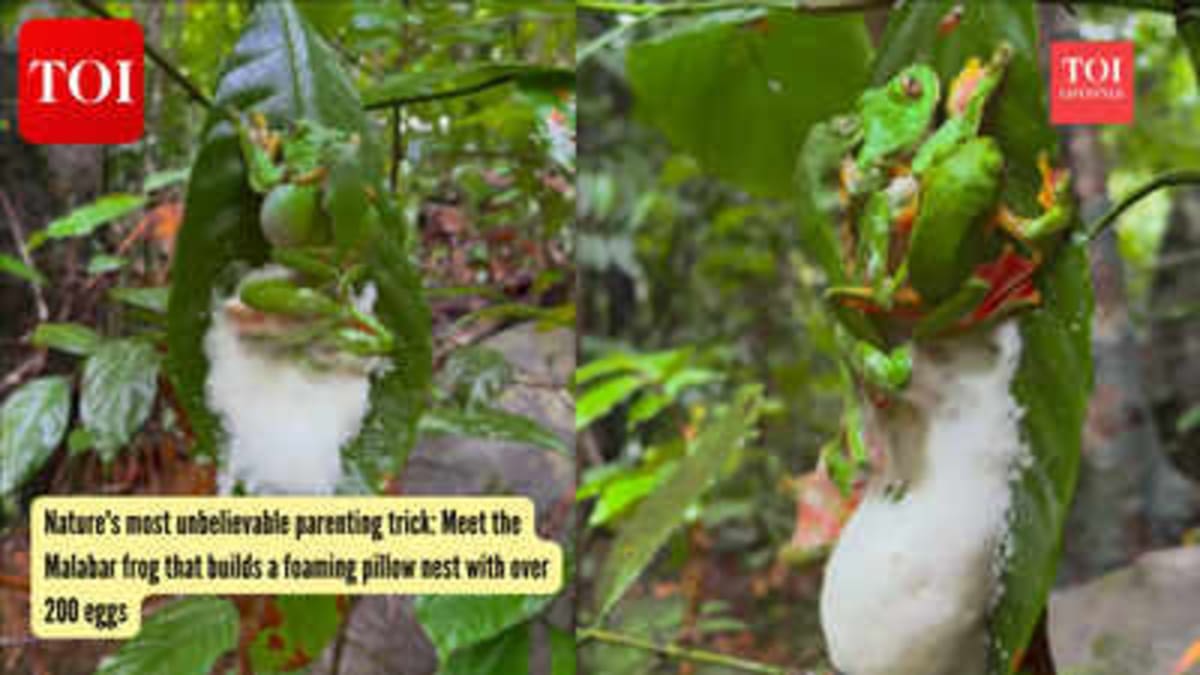 Rare Frog Builds Foam Nest for 200 Eggs in Indian Treetops - Image 2