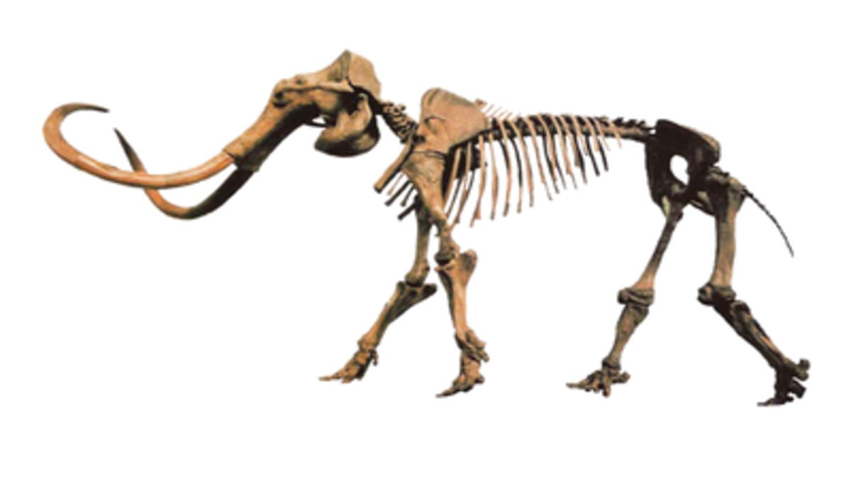 Farmer Saves Odd Bone, Unlocks 14,500-Year-Old Secret - Image 2