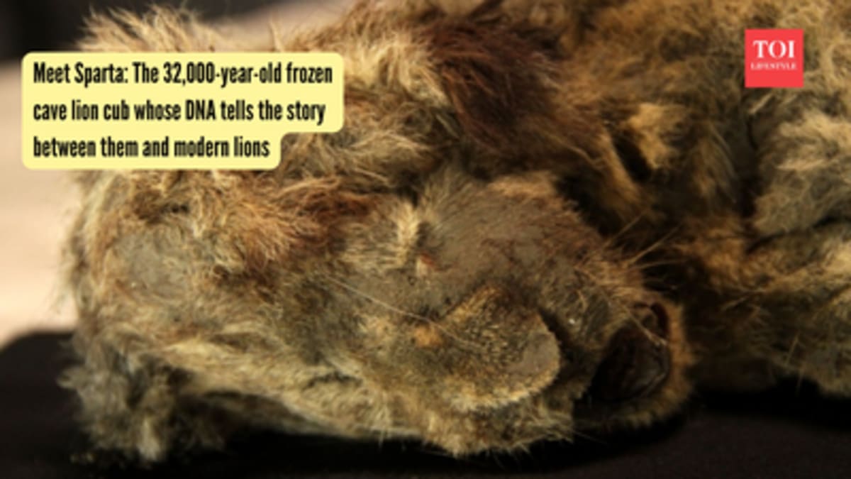 32,000-Year-Old Cave Lion Cub Rewrites Evolution Story - Image 3