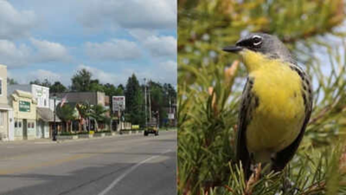 Michigan Town Saved a Bird Species From 167 to 4,500 - Image 2