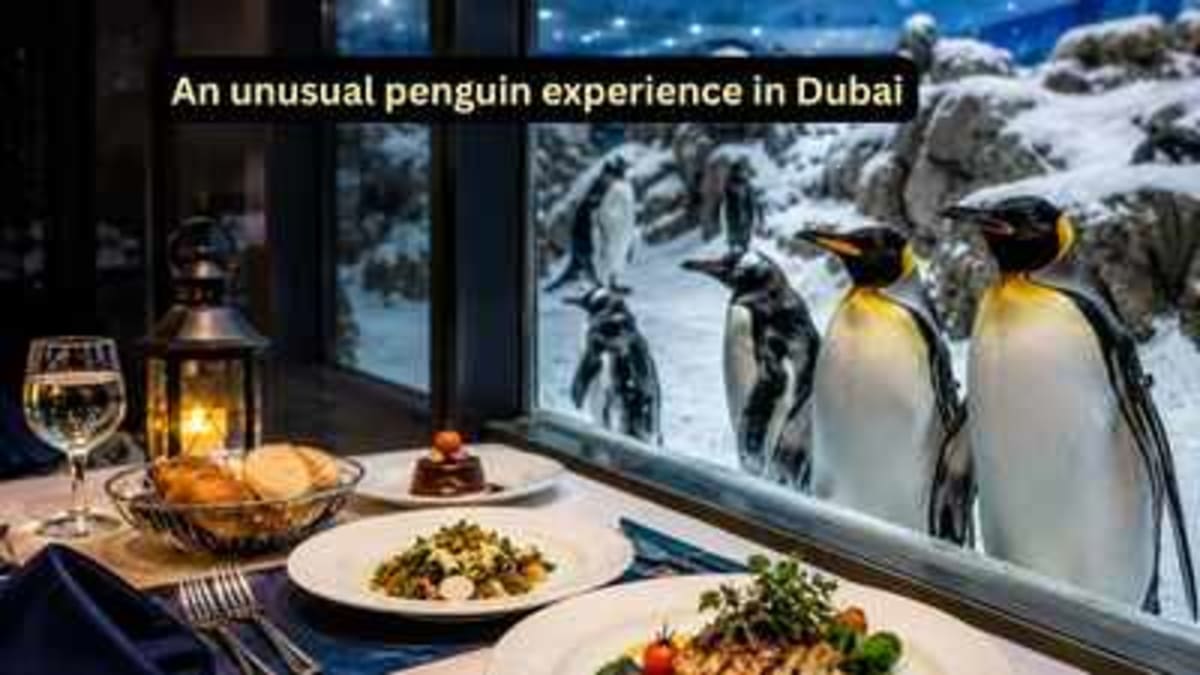 Dubai's Snow Park Lets You Dine with Penguins - Image 2