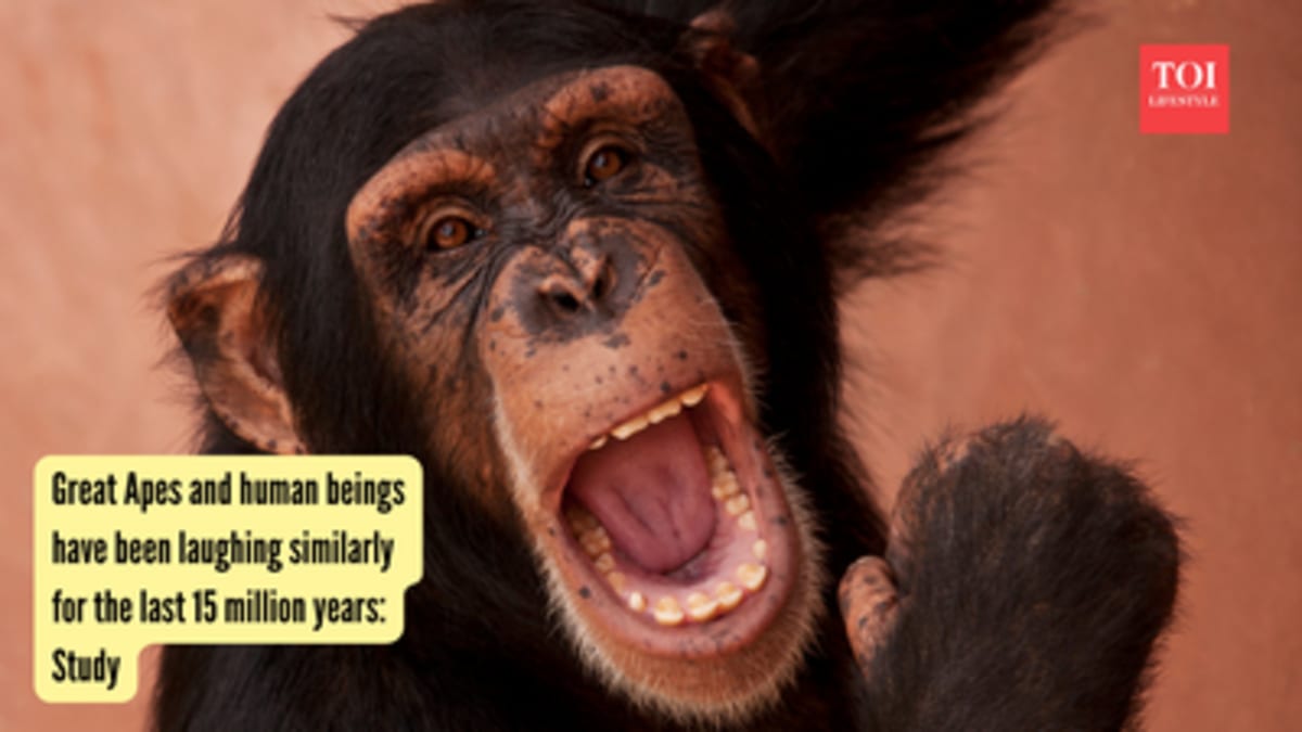 Humans and Great Apes: 15 Million Years of Shared Laughter - Image 2