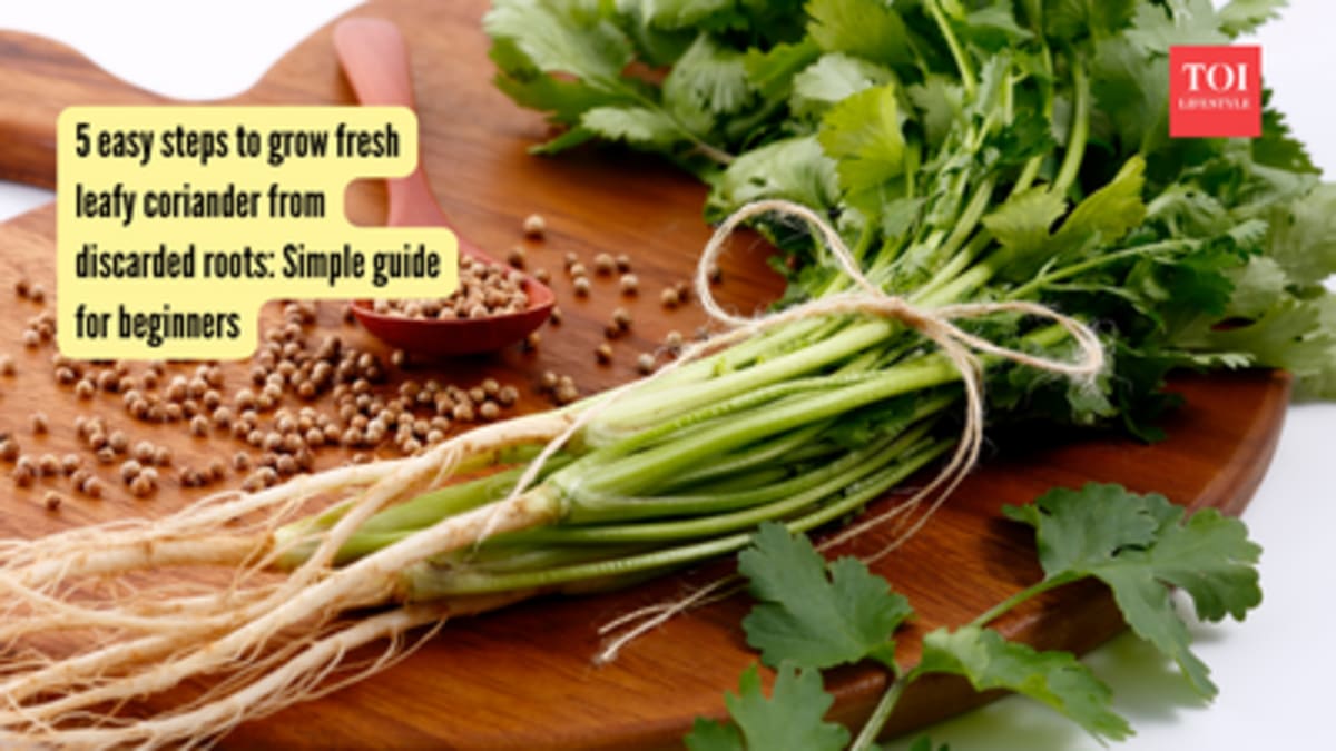 Grow Fresh Coriander From Kitchen Scraps in 5 Easy Steps - Image 2