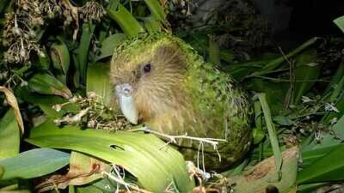 New Zealand Saves World's Only Flightless Parrot - Image 2