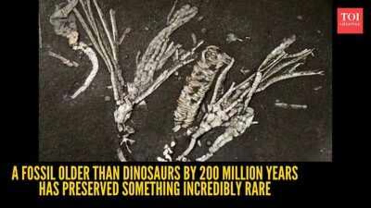 450-Million-Year-Old Fossil Preserves Soft Tissue - Image 2