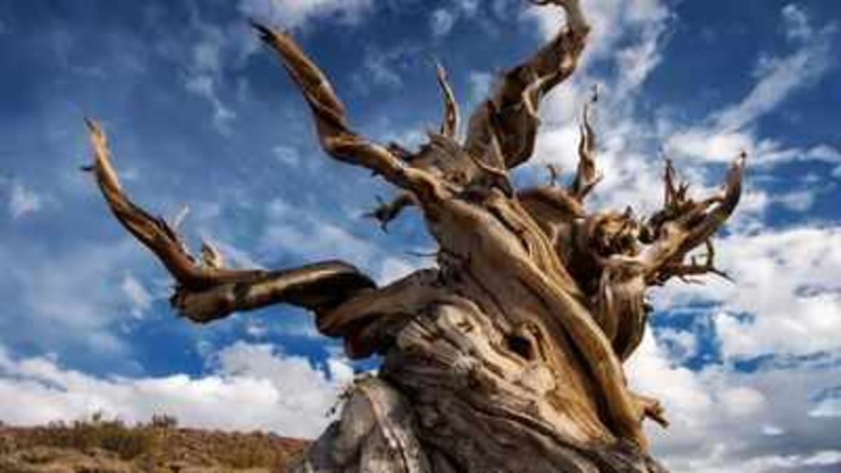 California Pine Tree Has Lived Over 4,850 Years - Image 2