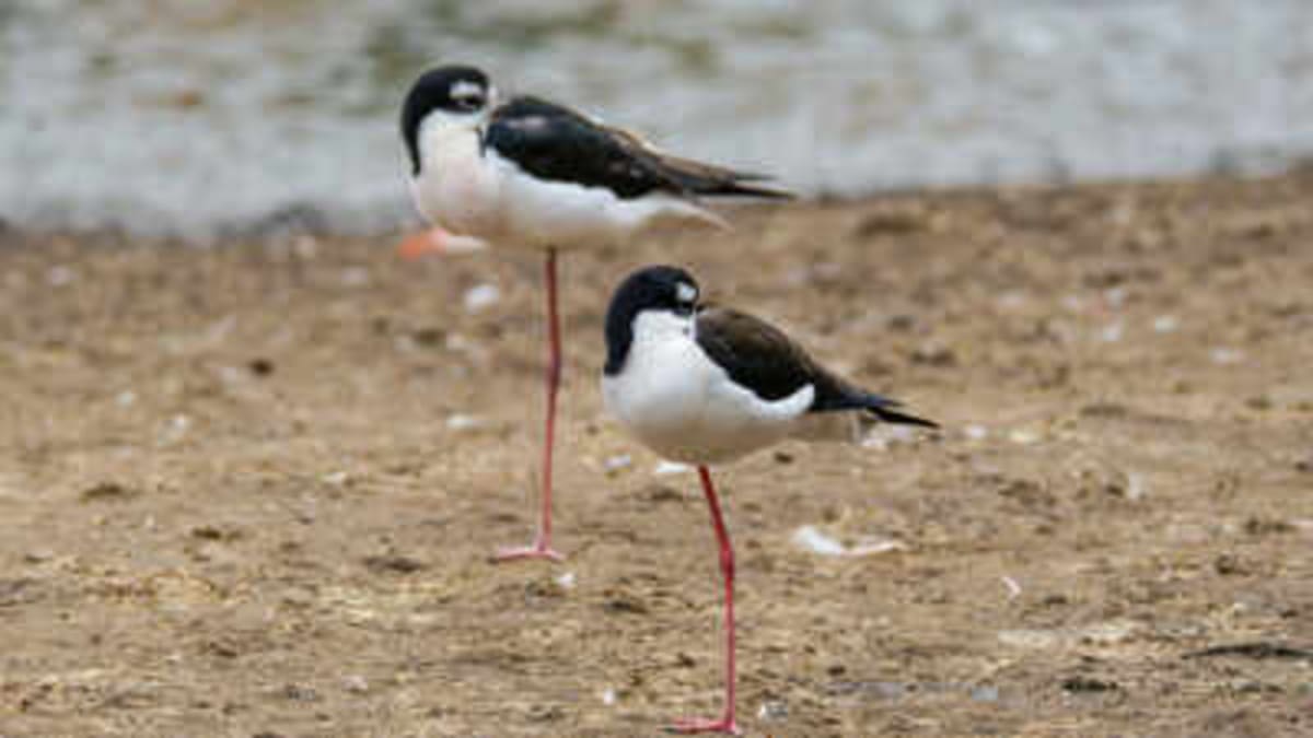 Hawaii Brings Rare Bird Back from 200 to 1,500 - Image 2