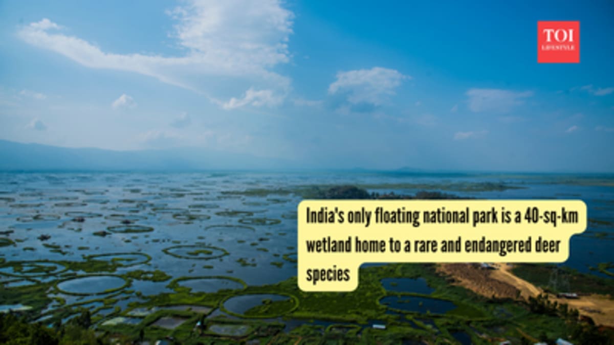 India's Floating National Park Shelters Earth's Last Sangai - Image 2