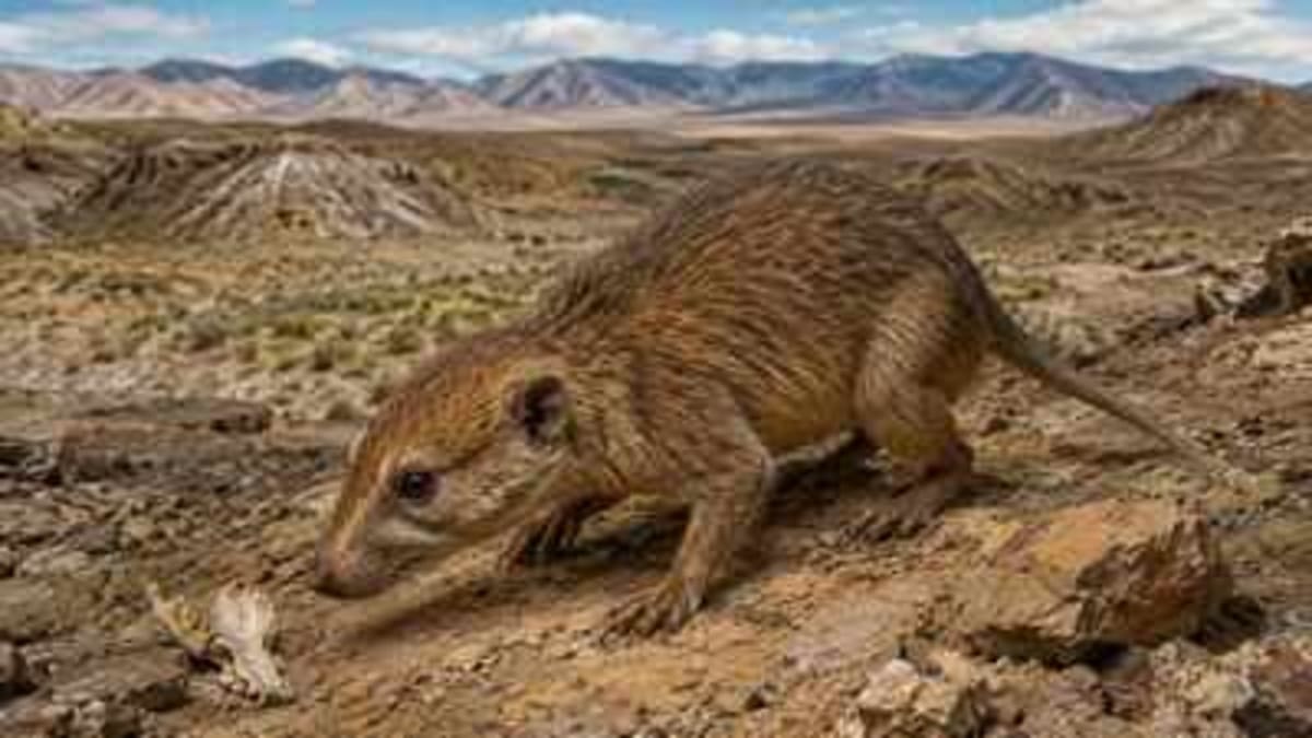 70-Million-Year-Old Fossil Rewrites Mammal History - Image 2