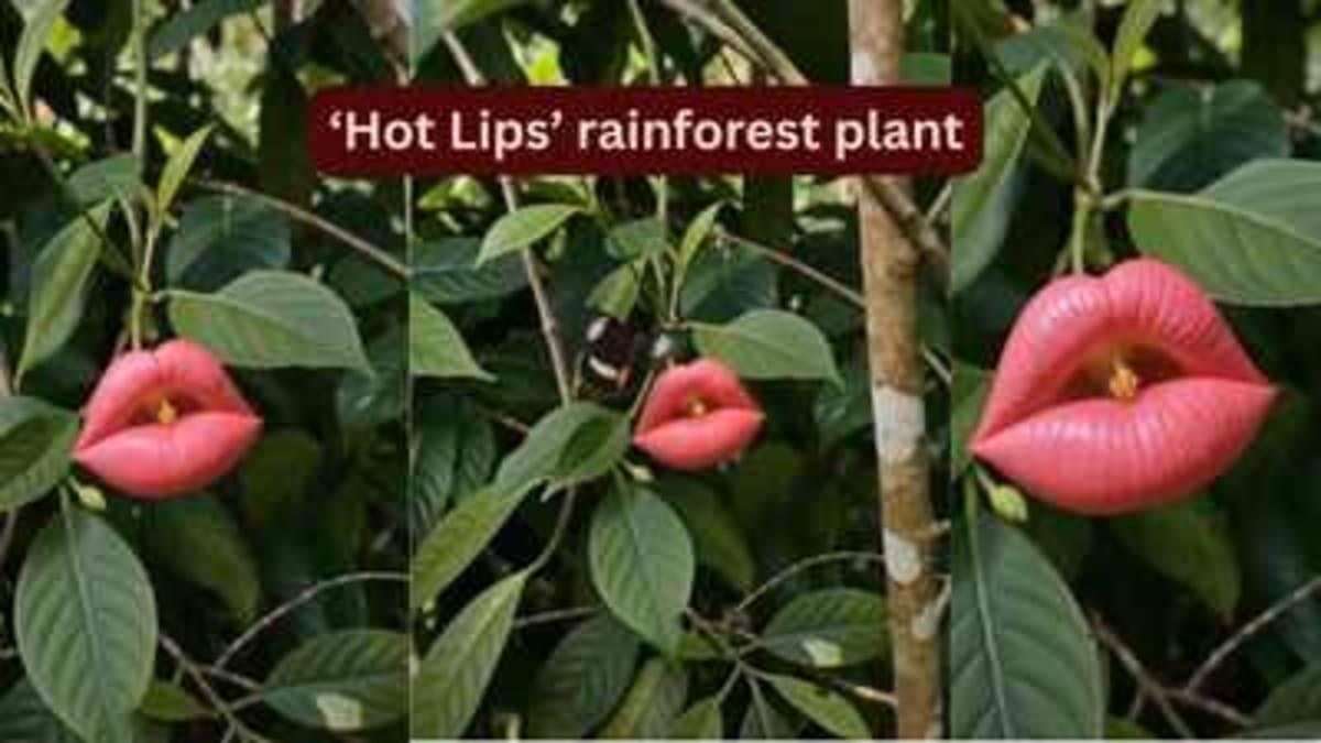 Rainforest's 'Hooker's Lips' Flower Looks Like Red Lipstick - Image 2