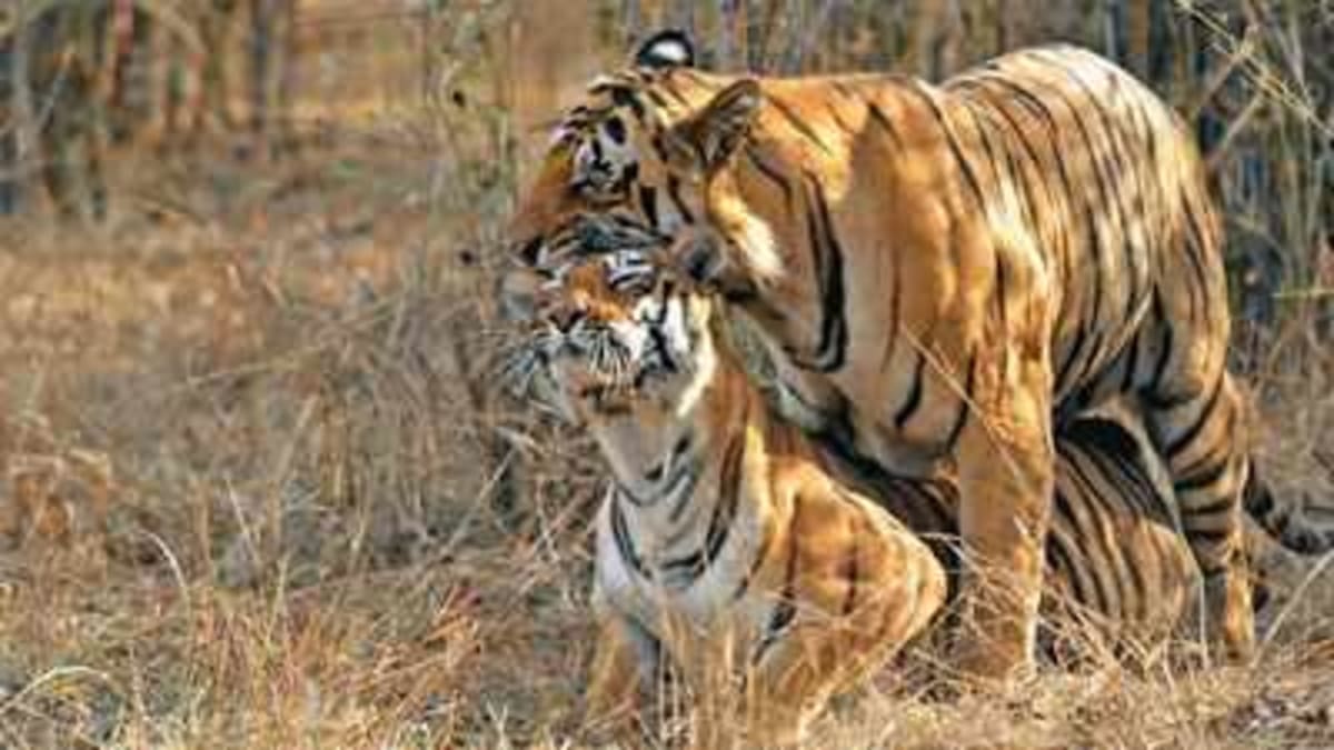India's Celebrity Tigers Draw Global Wildlife Tourism - Image 2