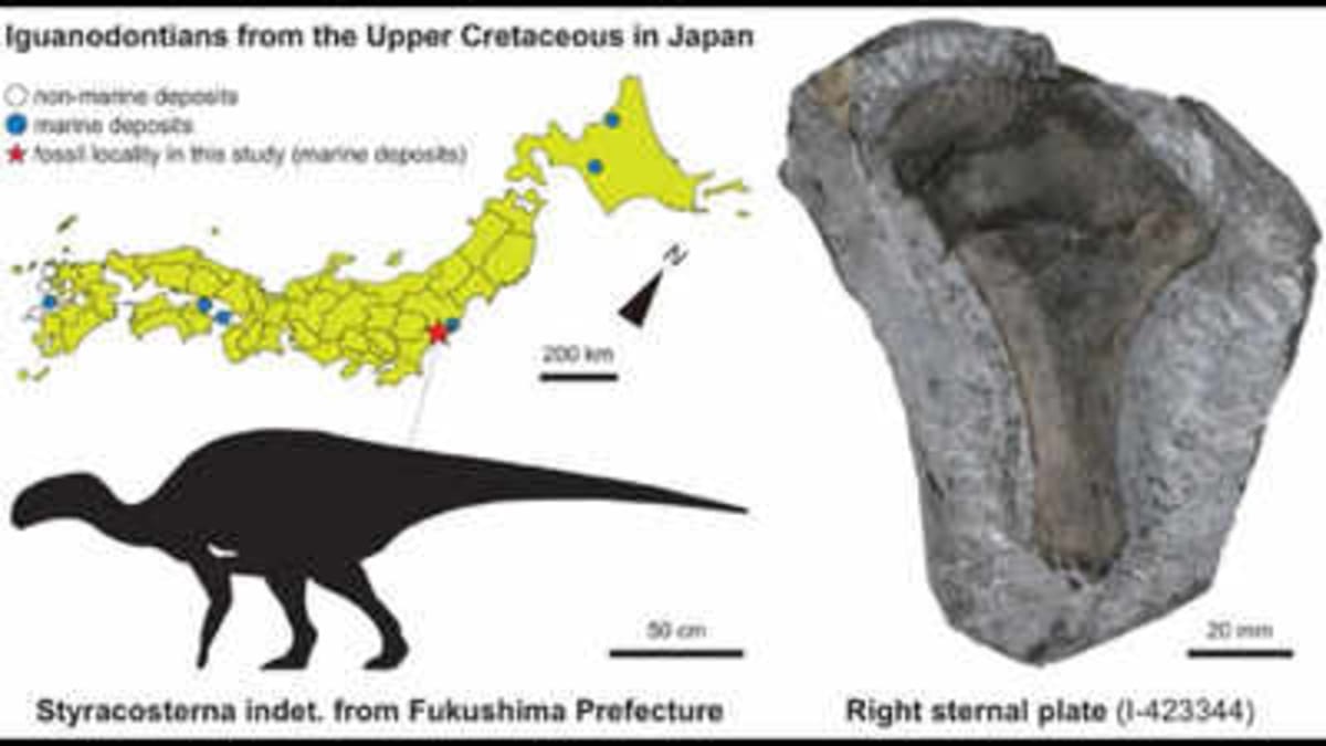 Japan Fossil Waited 27 Years for Scientists to Unlock Secret - Image 2