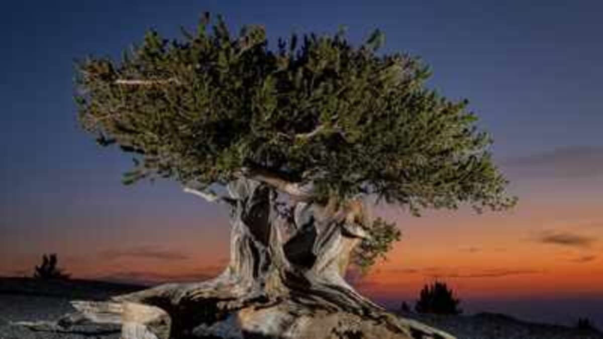 California's 4,850-Year-Old Tree Still Thrives in Secret - Image 2