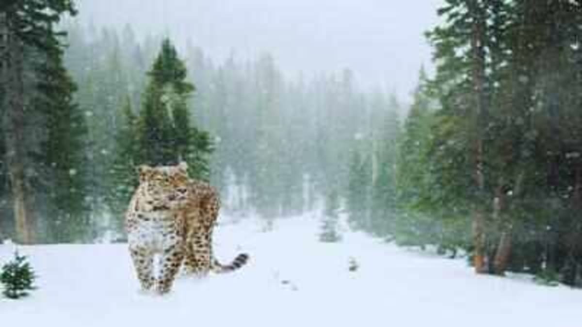 Ladakh Launches India's First Snow Leopard Safari - Image 2
