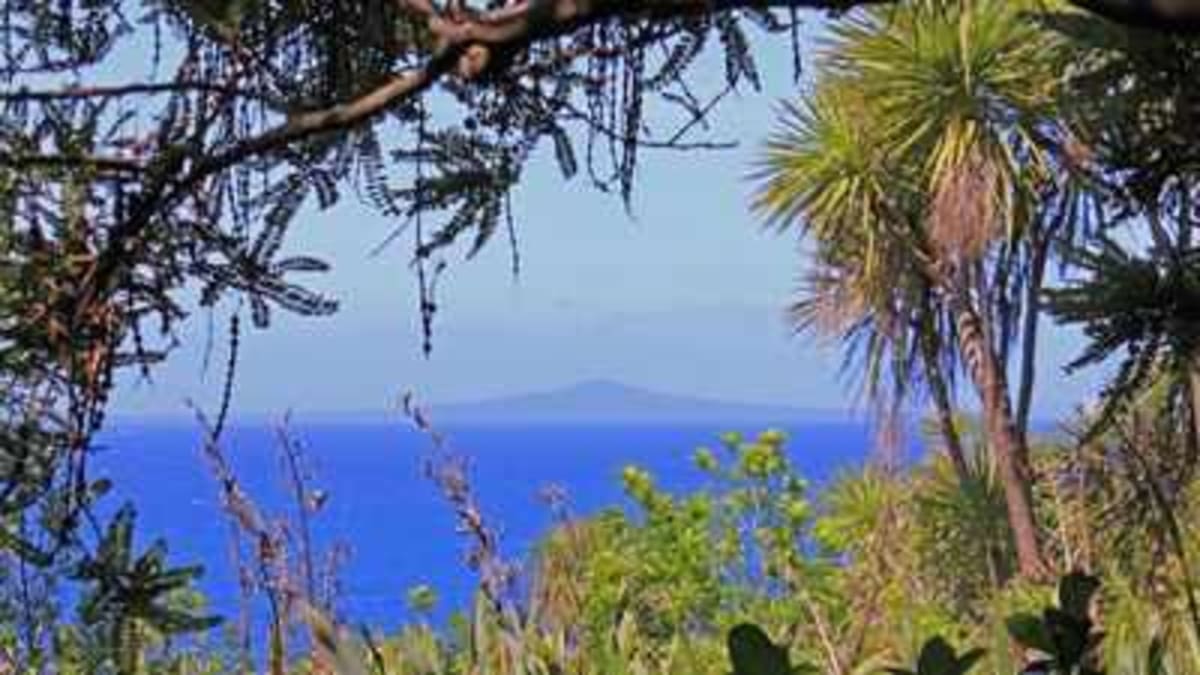 10,000 Volunteers Planted 280,000 Trees to Save NZ Island - Image 3