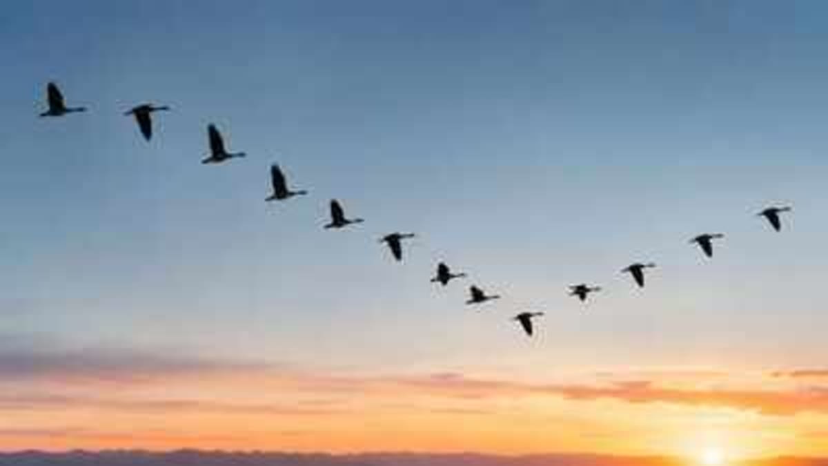 Scientists Solve How First Bird Learned to Fly 150M Years Ago - Image 2