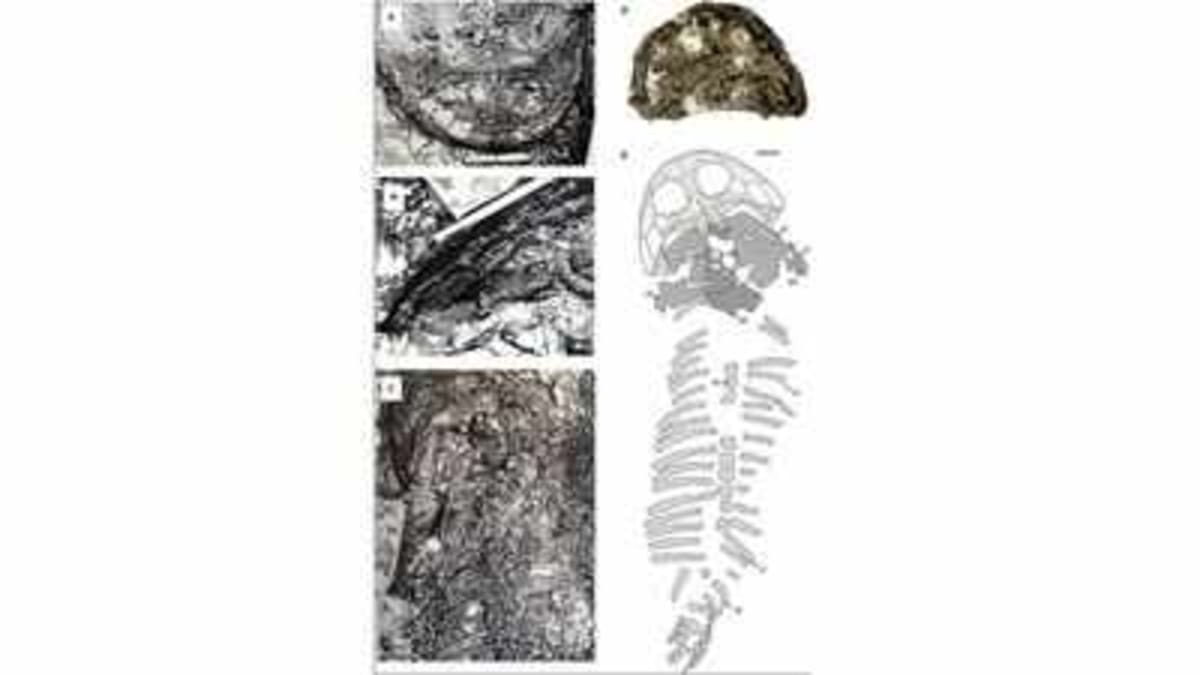 Arctic Fossil Left Behind in 1948 Now a Record Predator - Image 2