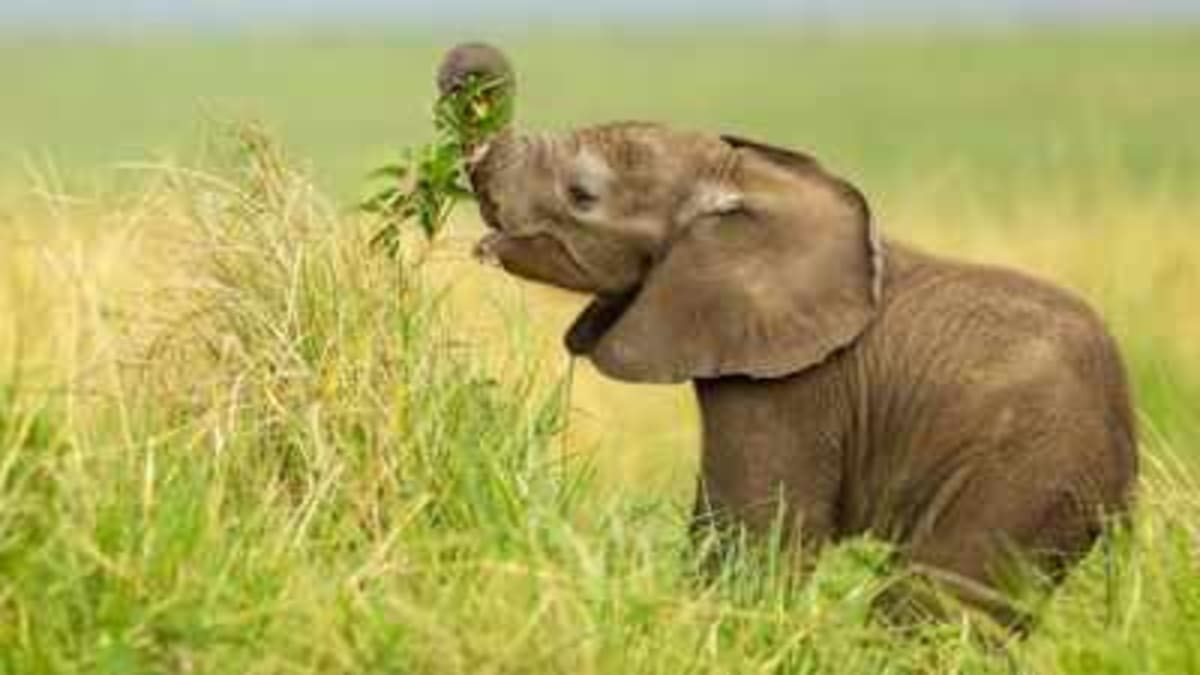 Indian Village Grows Food for Wild Elephants, Ends Raids - Image 2