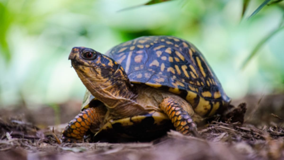 Scientists Track Turtle Nests With X-Rays and Thread Spools - Image 2