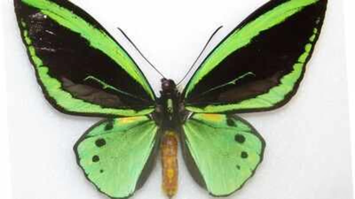 Butterfly Wings Inspire Solar Panels 66% More Efficient - Image 2