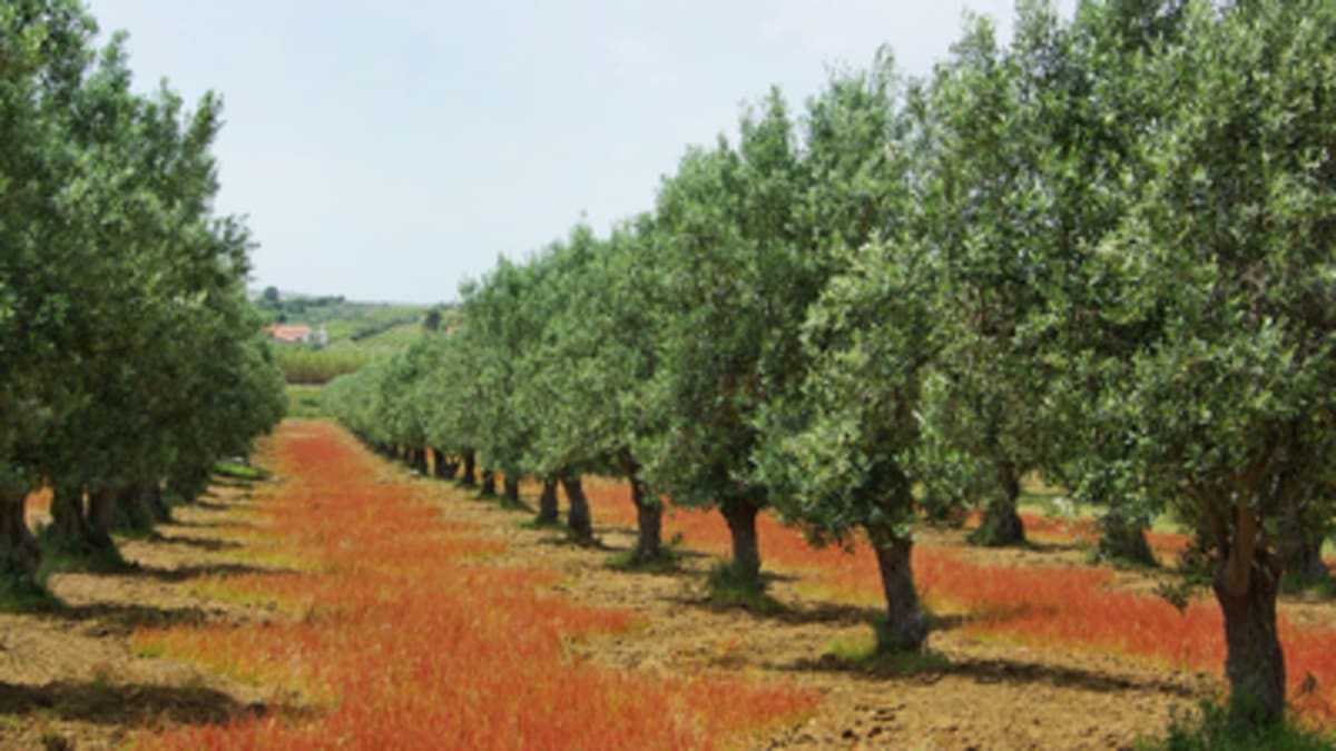 Portugal's 3,700-Year-Old Olive Tree Still Bears Fruit - Image 2