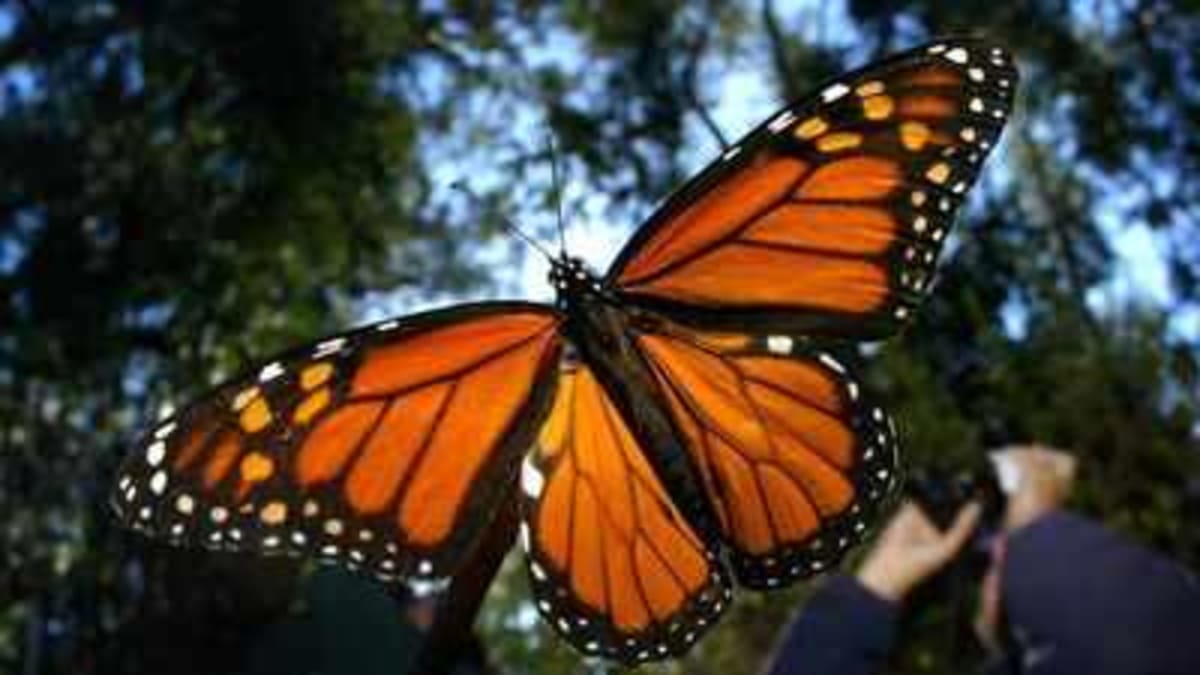 Scientists Give Endangered Monarchs Solar-Powered Trackers - Image 2