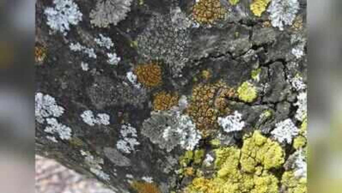 Scientists Find 9 Lichen Species That Track Pollution - Image 2
