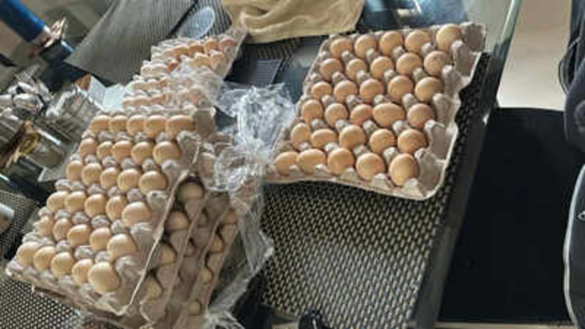 Amazon Layoff Leads Woman to Successful Egg Farm - Image 2