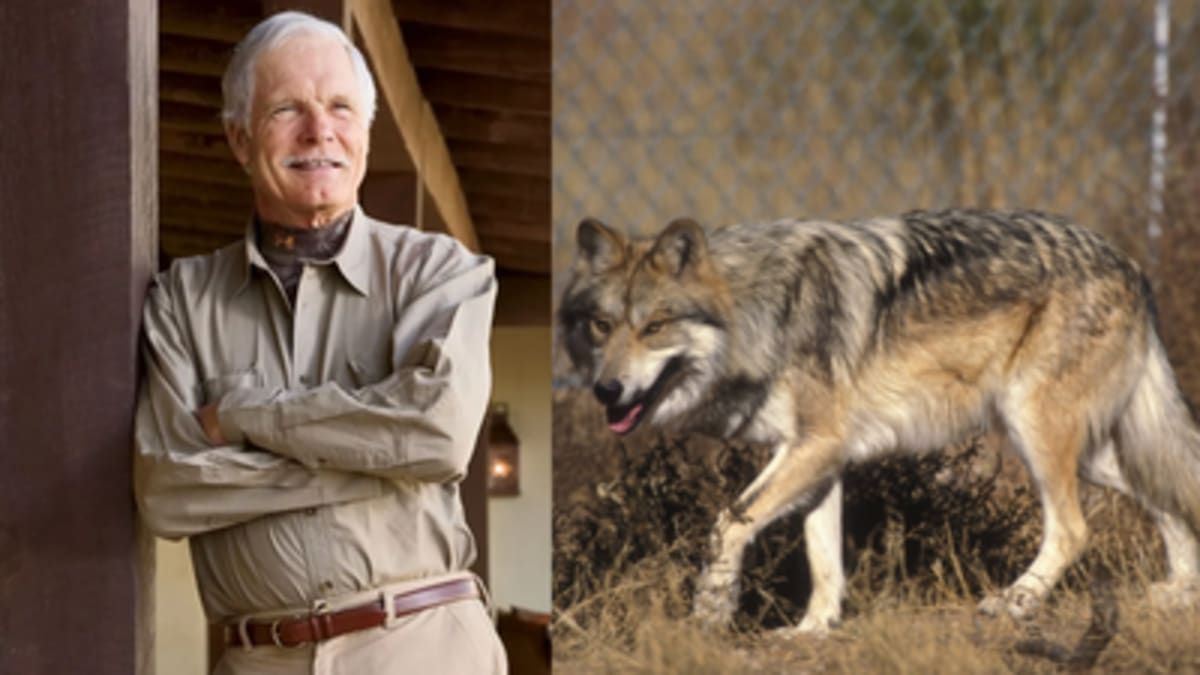Ted Turner's Ranch Saved Mexican Wolves From Extinction - Image 2