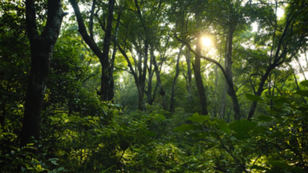 Ex-Civil Servant Turns 35 Acres of Desert Into Tiger Haven - Image 2