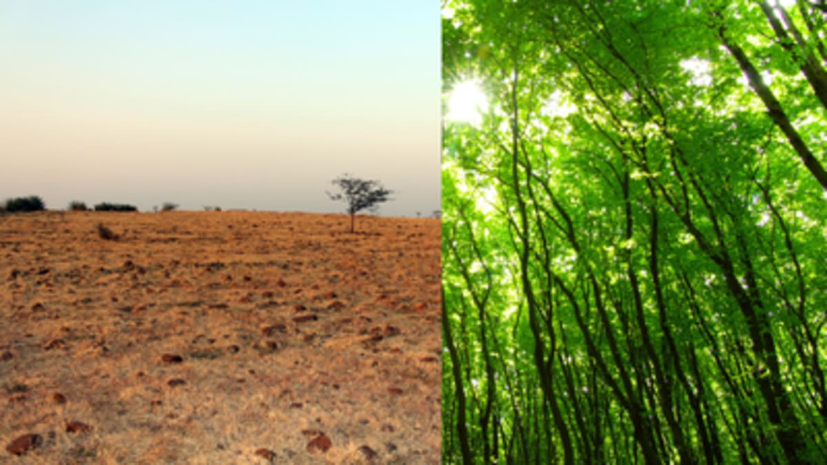 Doctor Turns 22 Acres of Rocky Land Into 40,000-Tree Forest - Image 2