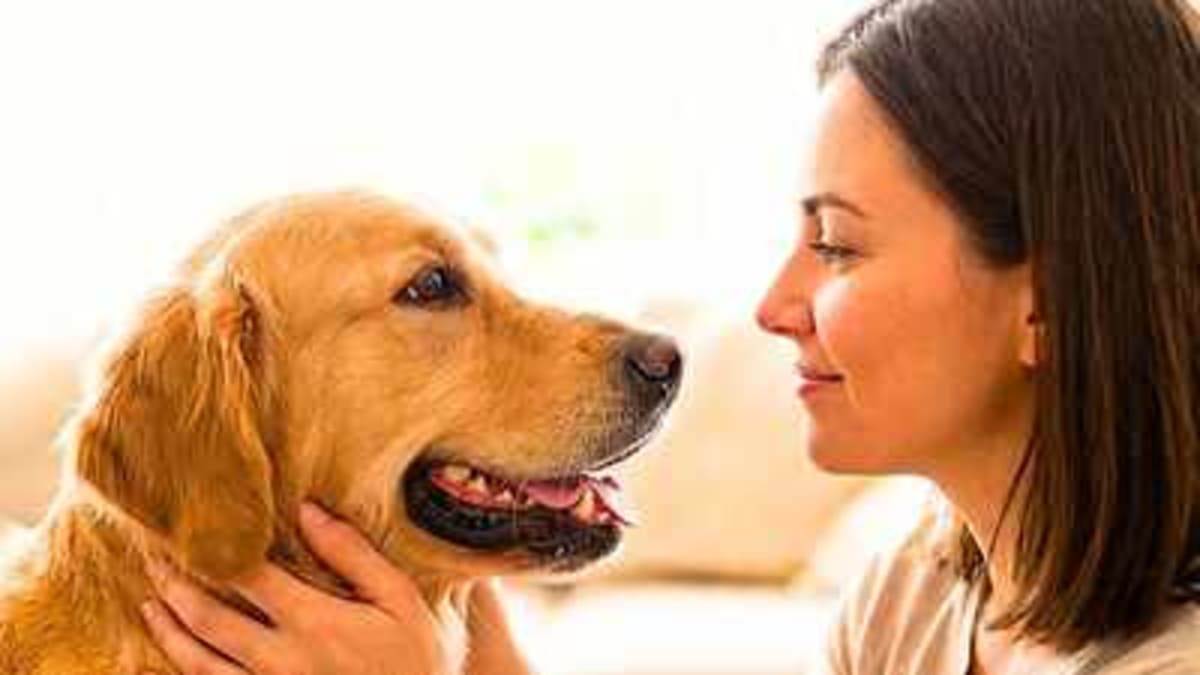 Dogs Use Eye Contact to Bond With Humans, Study Finds - Image 2