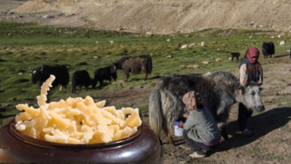 Ladakh's Yak Cheese Wins Gold at Brazil Competition - Image 2