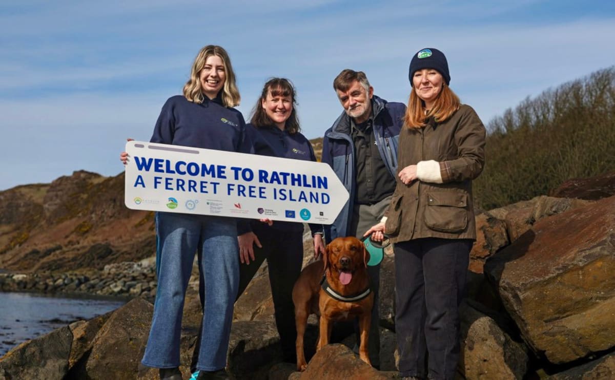 Puffins standing on rocky coastal cliffs of Rathlin Island, Northern Ireland
