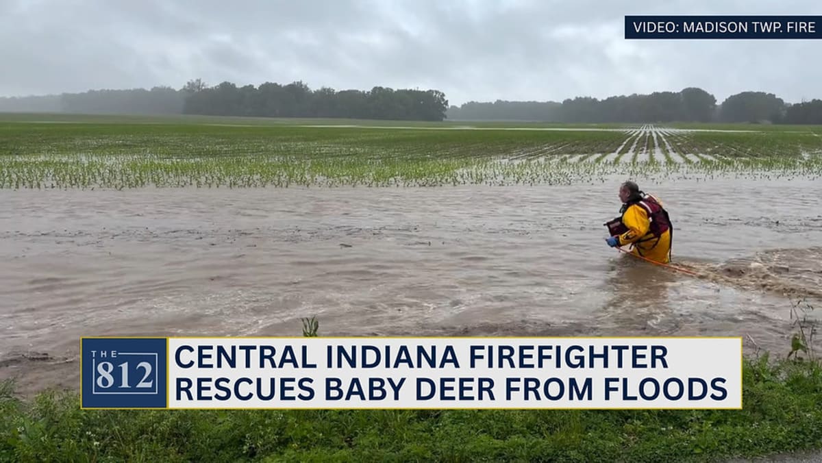 Firefighter in water carrying rescued baby deer during flood rescue in Indiana