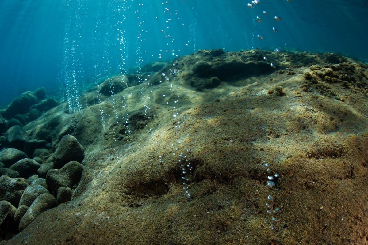 Scientists Find Thousands of Live Skate Eggs in Volcano - Image 4