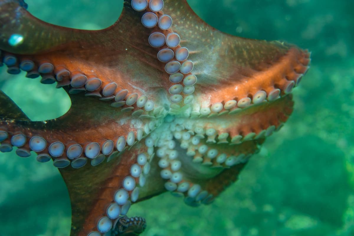 165-Million-Year-Old Octopus Fossil Rewrites Evolution - Image 4