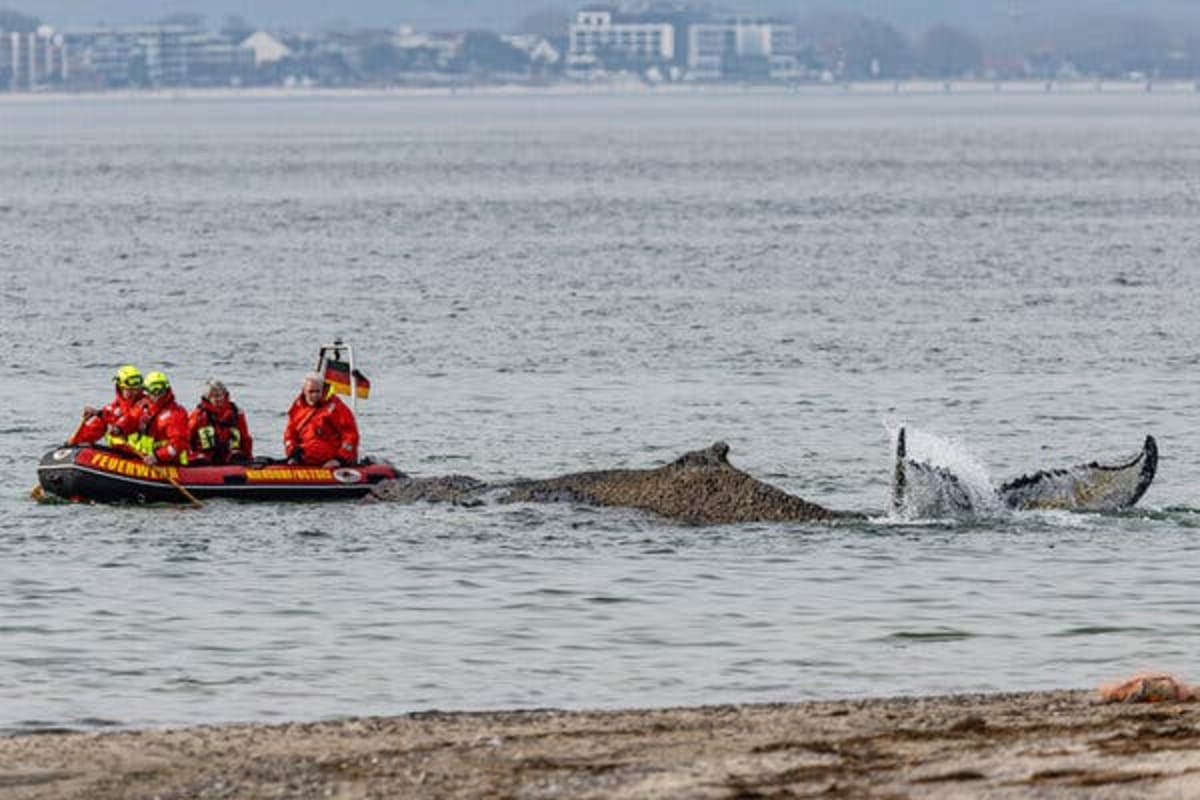 German Rescuers Dig Channel to Save Stranded 40-Foot Whale - Image 2