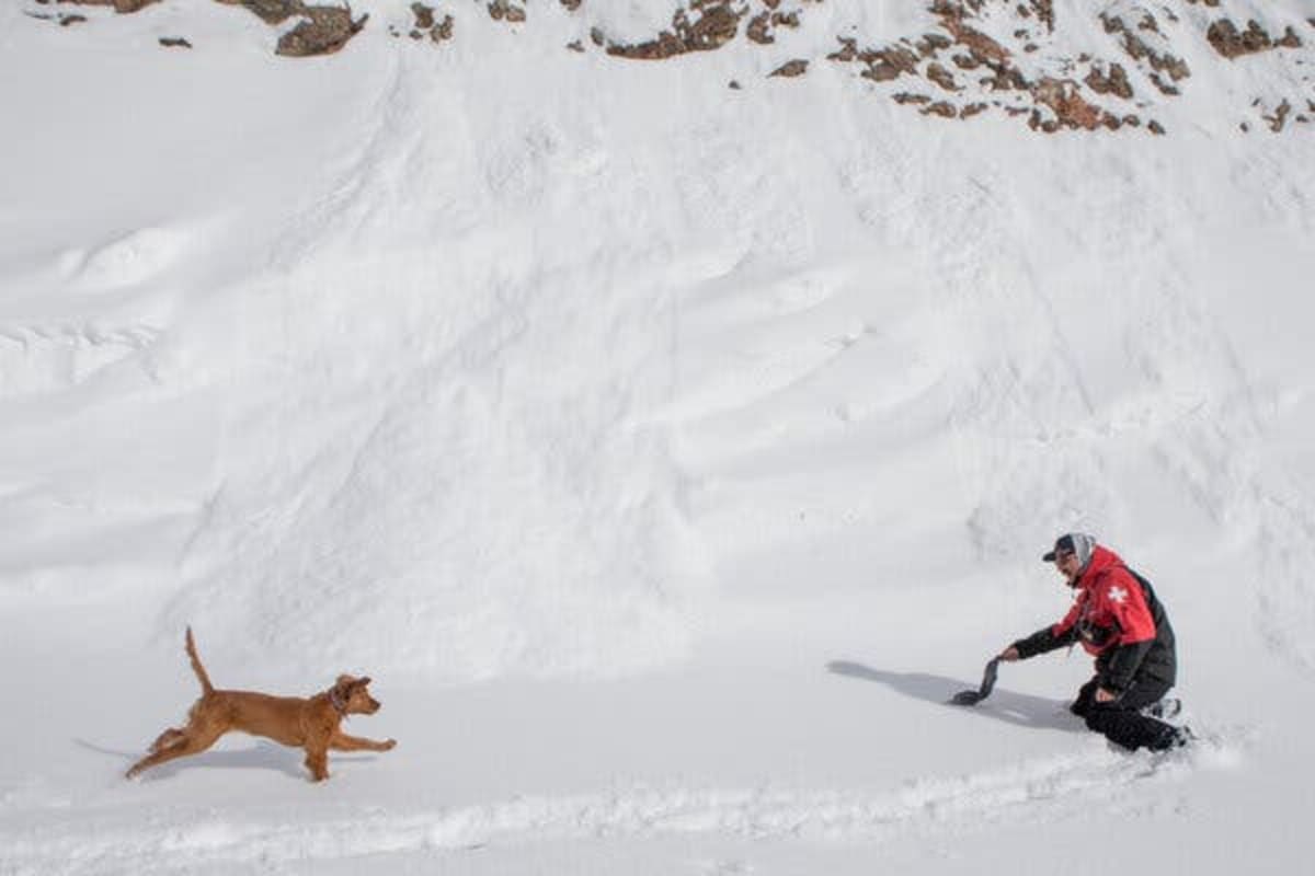 Meet Baggs: Training to Save Lives in Avalanche Rescues - Image 3