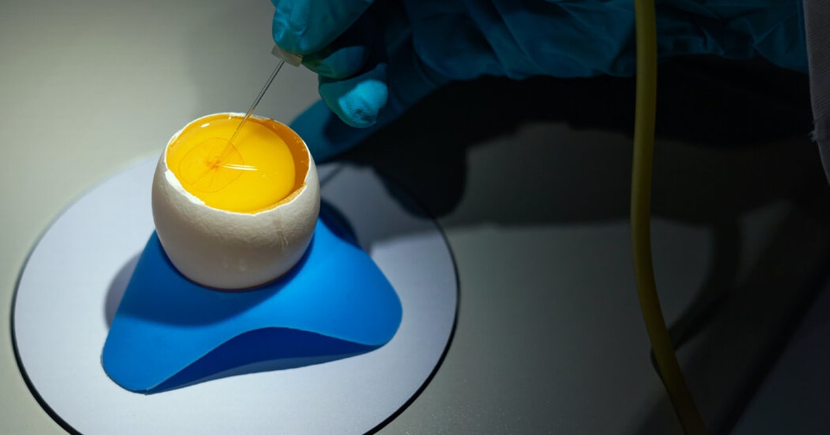 Biotech Turns Chicken Eggs Into Affordable Drug Factories