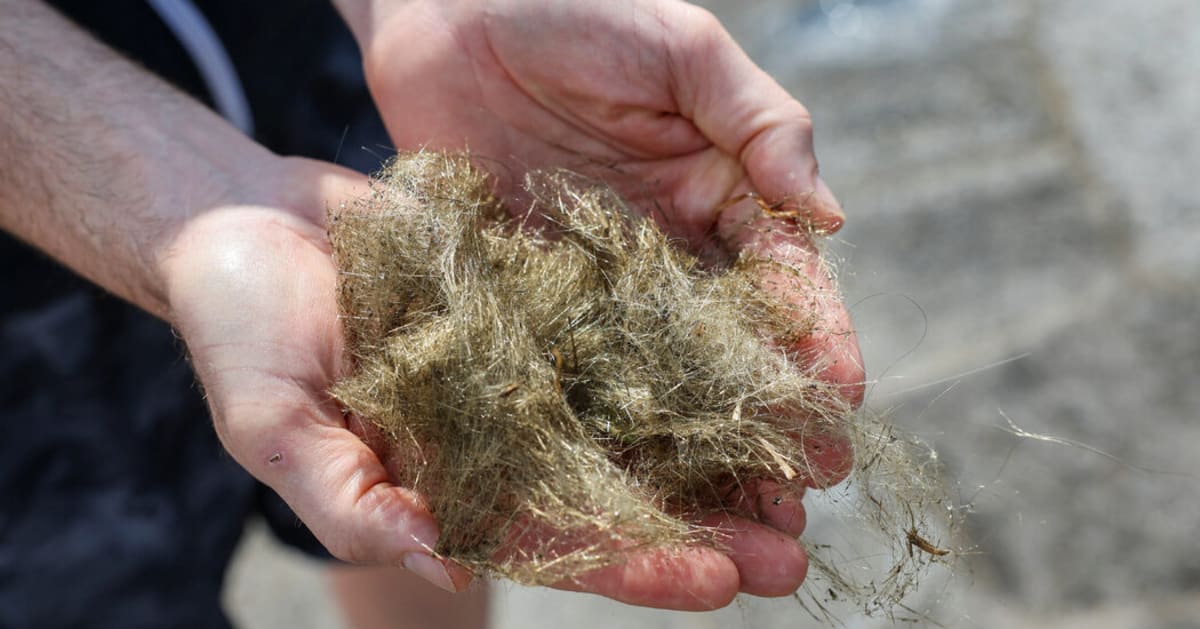 Golden volcanic glass strands resembling human hair lying on dark lava rock in Hawaii