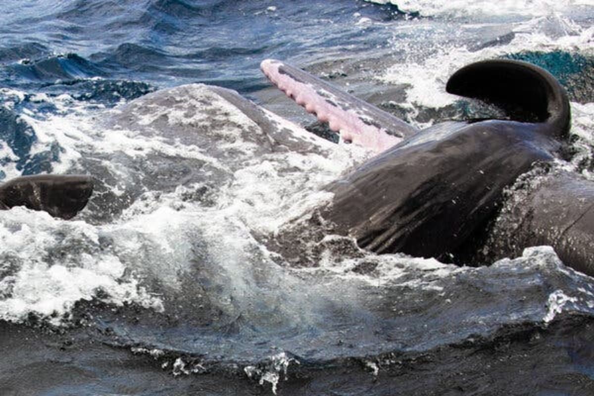 Scientists Film Whale Birth With Surprising Community Care - Image 3