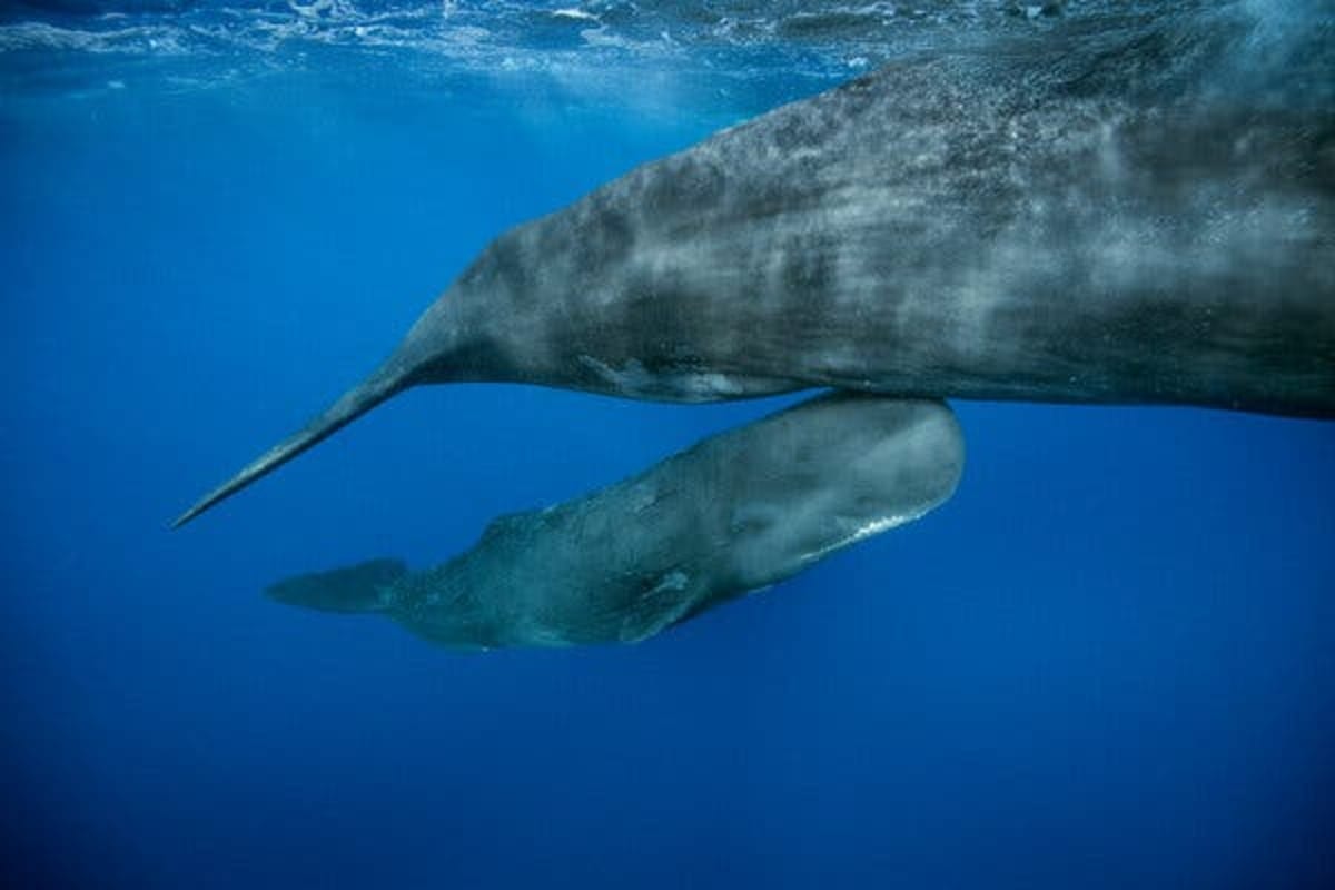 Scientists Film Whale Birth With Surprising Community Care - Image 4