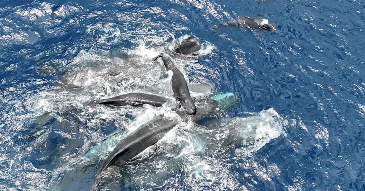 Scientists Film Whale Birth With Surprising Community Care