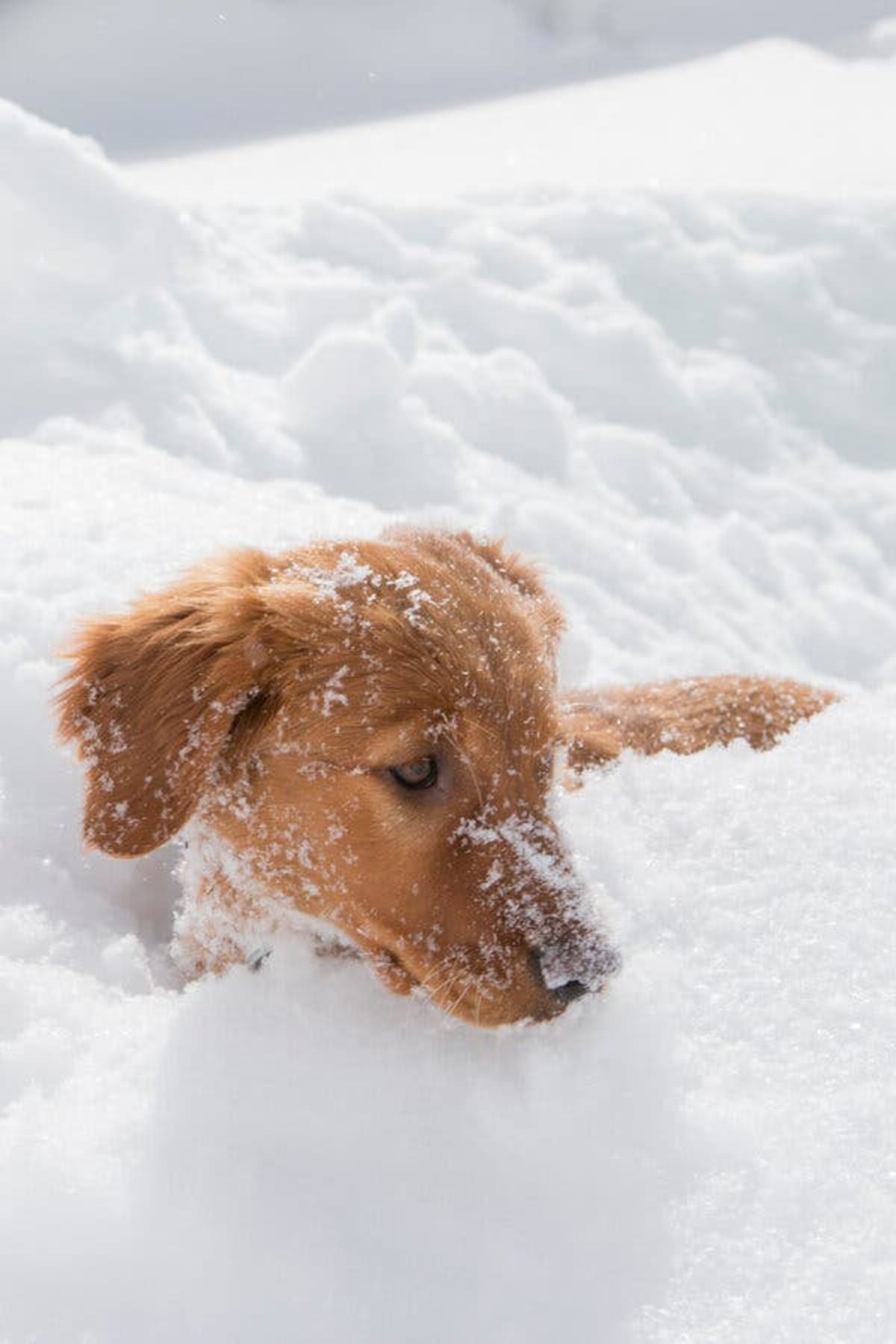 Meet Baggs: Training to Save Lives in Avalanche Rescues - Image 2