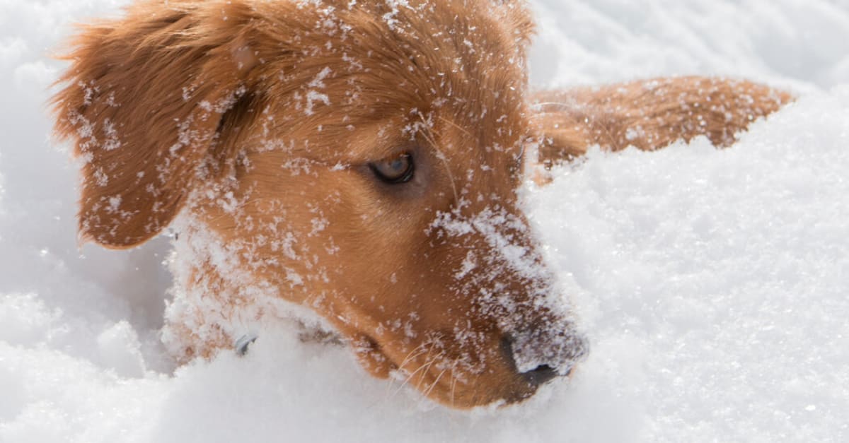 Golden retriever puppy Baggs playing in snow during avalanche rescue training