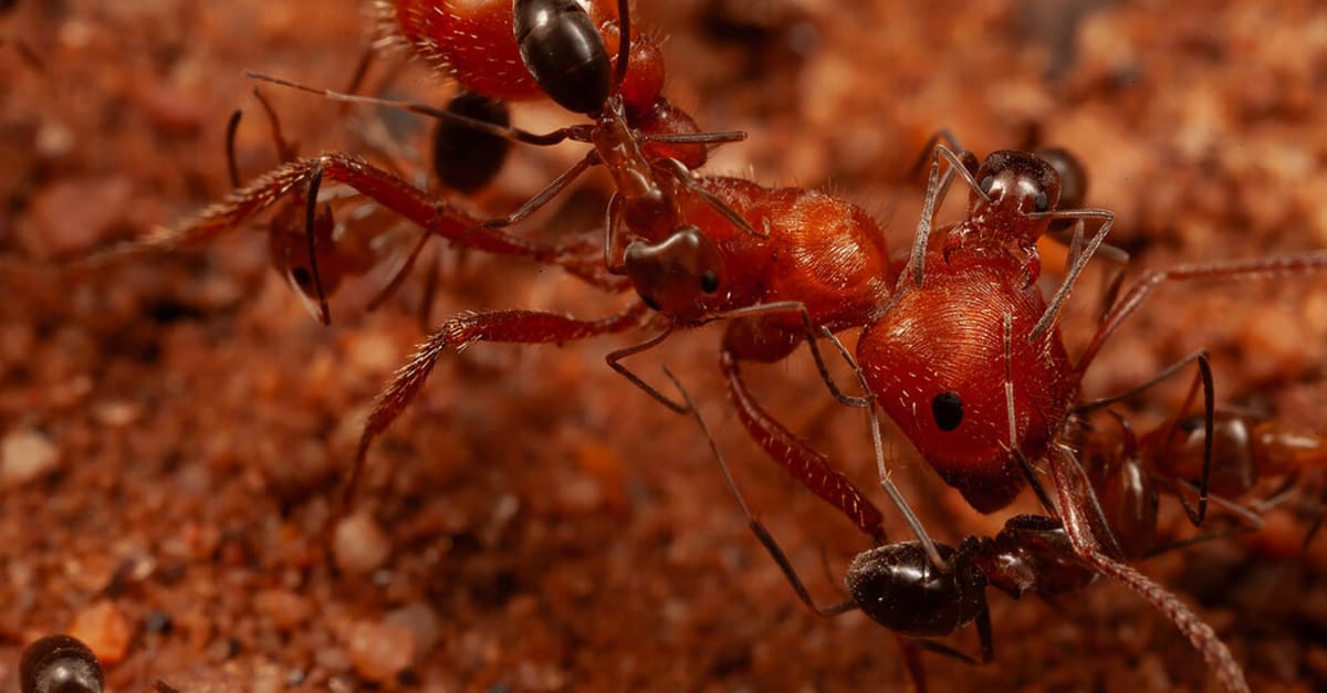 Large red harvester ant being groomed by tiny cone ant in Arizona desert