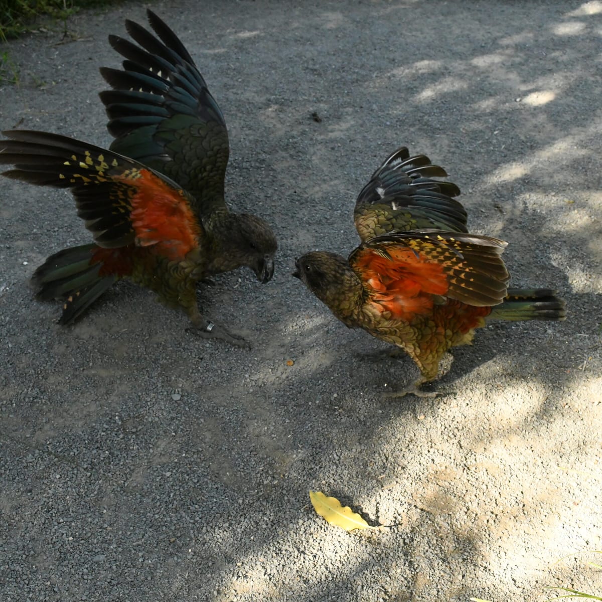 Disabled Parrot Invents Tools and Becomes Alpha Male - Image 5